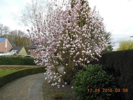 De Magnolia ontving ons bloeiend, wat een vreugde