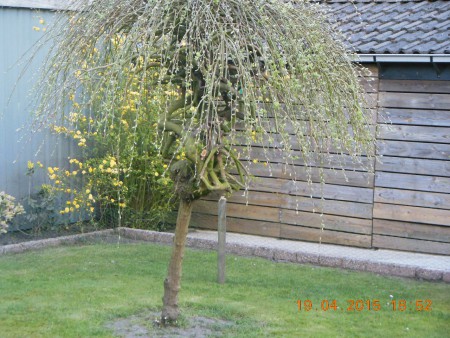 Naam weet ik niet maar keurig gesnoeid