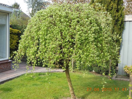 Een dankbaar groeiende boom