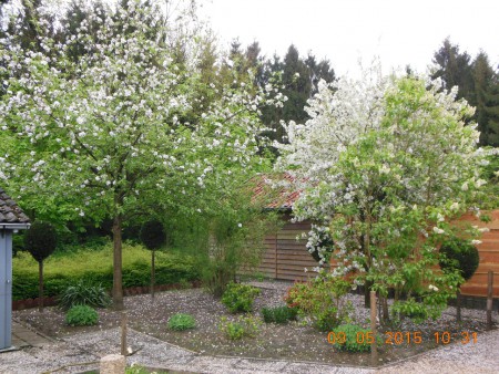Mei alles in een bloei onze sierappelboompjes en de sering 